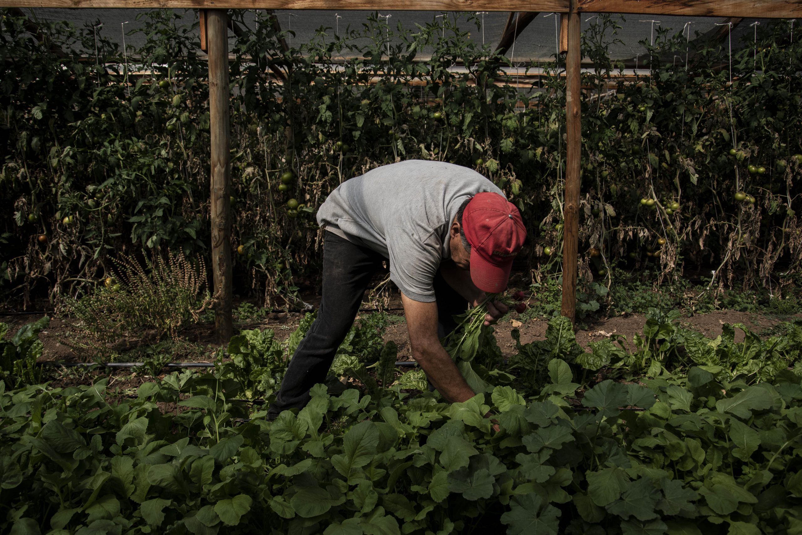 Agricultura Campesina y el Derecho a la Alimentación (5° ed.) UCH_132